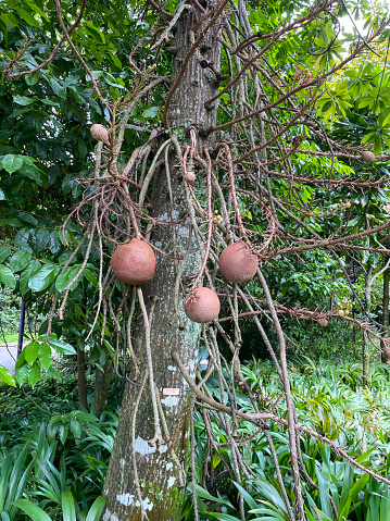 Stock photo showing a Couroupita guianensis commonly called the cannonball tree due to its spherical, woody shelled fruit.