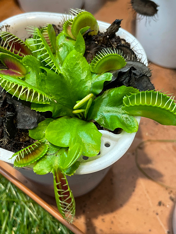 Stock photo showing the closed leaves of a Venus fly trap (Dionaea muscipula) house plant growing in a small plastic flowerpot.