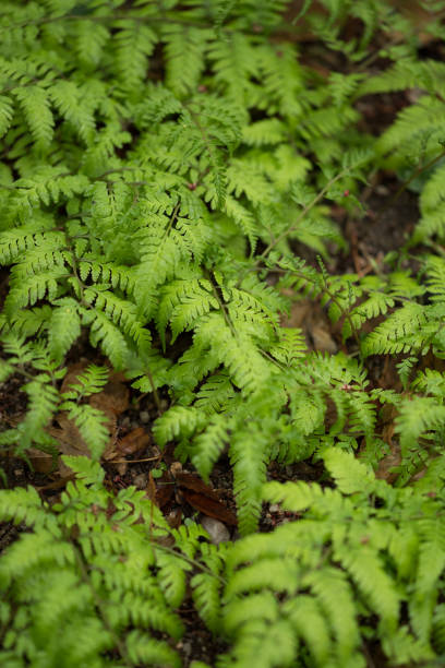 istock Spring Garden in Seoul 1480229274