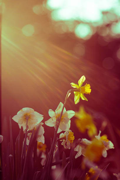 Sun flares into the flower