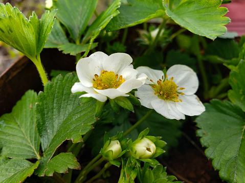 Strawberry Leaves and flowers