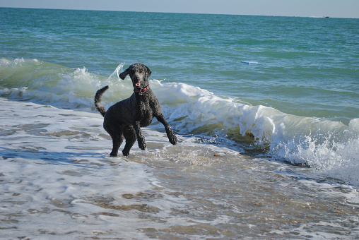 Black poodle playing in the surf waiting for her owner to join her