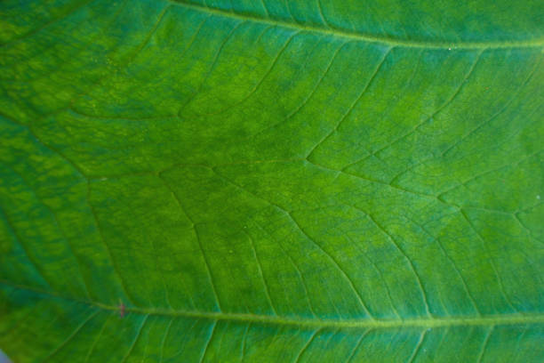 Green lotus leaf, background, green leaf texture. Pattern of green leaves for background