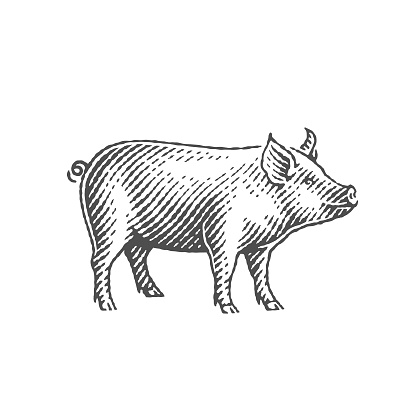 Pig. Hand drawn engraving style illustrations.