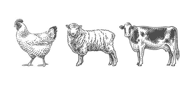 ilustrações, clipart, desenhos animados e ícones de vaca, ovelha e galinha, animais domésticos de fazenda - engraving eggs engraved image old fashioned