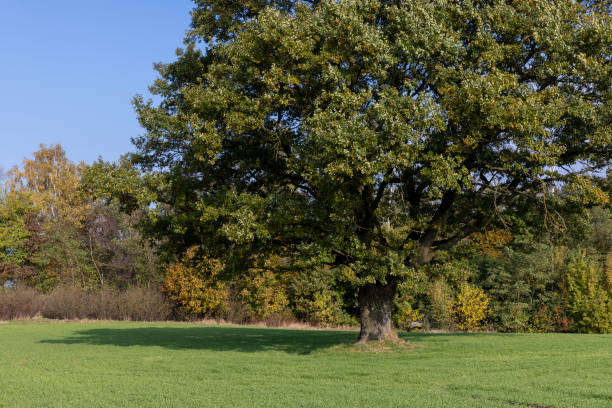 istock Changes in oak foliage in early autumn 1480234425