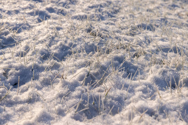 istock Grass covered with snow and ice in winter 1480234667