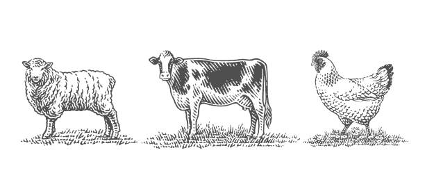 ilustrações, clipart, desenhos animados e ícones de vaca, ovelha e galinha, animais domésticos de fazenda - engraving eggs engraved image old fashioned