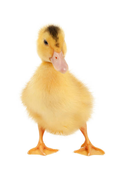 Newborn fluffy duckling mulard isolated on a white background, vertically.