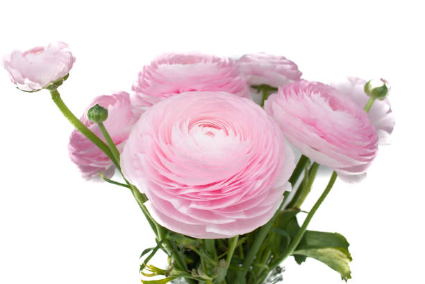 istock Pink Ranunculus flowers with white background 1480237002