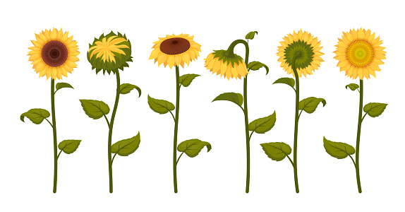 Sunflowers with yellow petals stem and leaves set isometric vector illustration. Natural summer flower plant with seeds bright botanical greenery farm agriculture blossom round bud ecology gardening