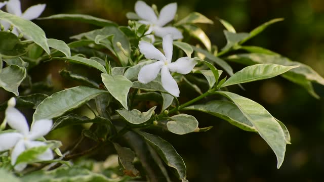 jasminum sambac (arabian jasmine)