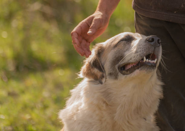 istock Male hand caressing the muzzle of a shepherd dog 1480243051