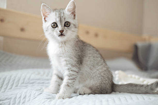 Scottish fold tabby light gray striped kitten sitting on light blanket and looking at camera. Cute funny pet. Concept of pet care. Selective focus