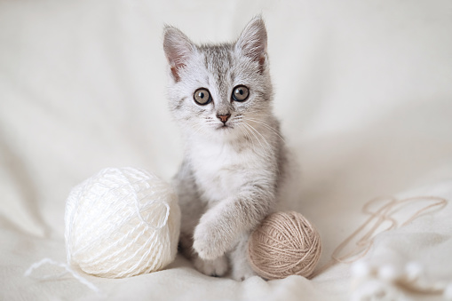 Scottish fold tabby light gray striped kitten sitting on light beige blanket with balls of thread and looking at camera. Cute funny pet. Concept of pet care. Selective focus