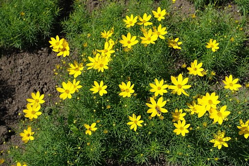 Vibrant yellow flowers of Coreopsis verticillata in June