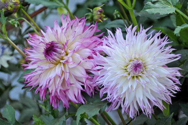 istock Dahlia is a Beautiful  genus of bushy 1480244500