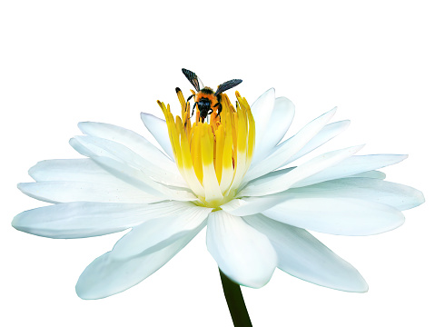 Isolated A bee sucking nectar from white Lotus with yellow pollen, white background with clipping path, element, tropical flowers, macro photo, cutout