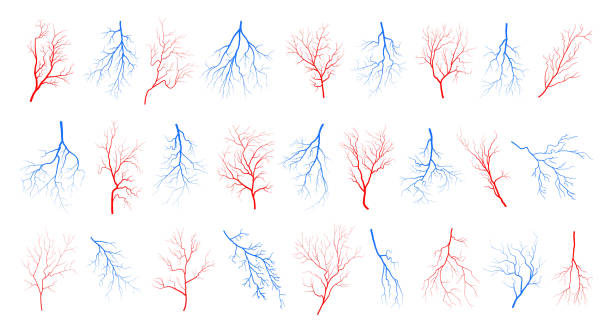 인간의 눈 혈액 정맥 혈관 실루엣 벡터 삽화는 흰색 배경에 격리되어 있습니다. - human vein stock illustrations