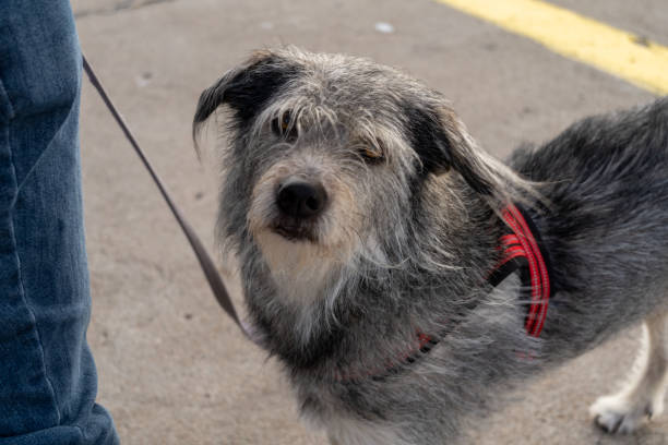 istock Portrait of a grey dog 1480247969