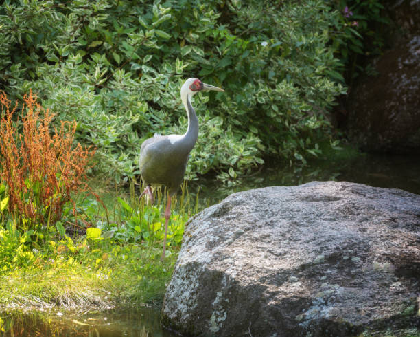 istock White-naped crane, a large bird with a grey-and-white-striped neck, and a red face patch. Summer landscape 1480248957