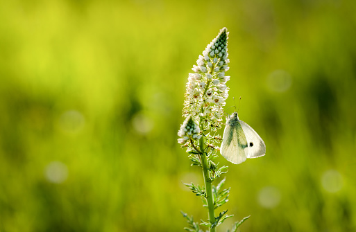 meadow with white mignonette and a butterfly
