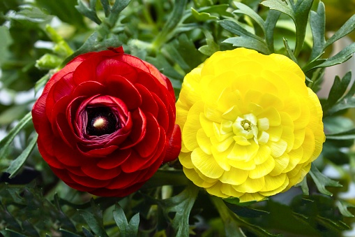 Red and yellow colored flower heads of Persian buttercup plant