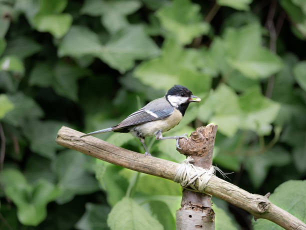 istock Great tit, Parus major, juvenile feeding in garden, Netherlands 1480252497