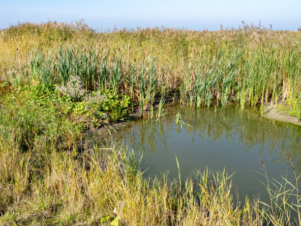 네덜란드 마커 바덴 섬의 습지대에 있는 습지 식물, 갈대 및 얕은 수영장 - saltwater flats coastal feature landscape national park 뉴스 사진 이미지