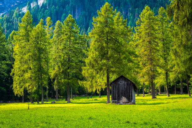 Val Fiscalina. Green oasis with the backdrop of the Sesto Dolomites.