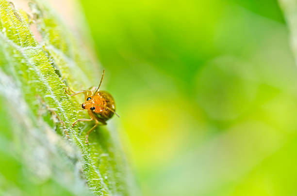 istock orange beetle in green nature 148025620
