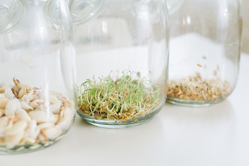 Jars full with Sprouted Seeds Ready As A Science Experiment