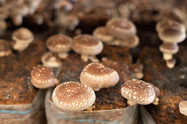 istock Shiitake mushrooms growing indoors in spawn blocks 1480258375