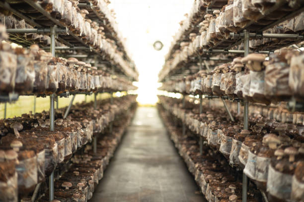 Shiitake mushrooms growing indoors in spawn blocks stock photo