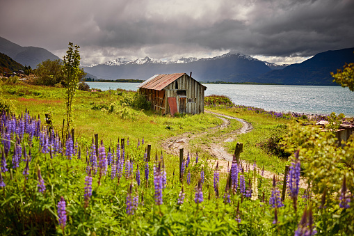 View through Puerto Río Tranquilo’s springtime lupine, past abandoned shack and muddy rutted road, to water and snowy mountain range in background.