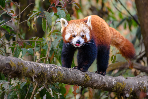 The Red Panda (Ailurus fulgens), also known as the Lesser Panda, is sitting on a Tree Trunk.