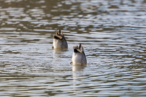 tails of two common teals (Anas crecca) sticking out of pond water