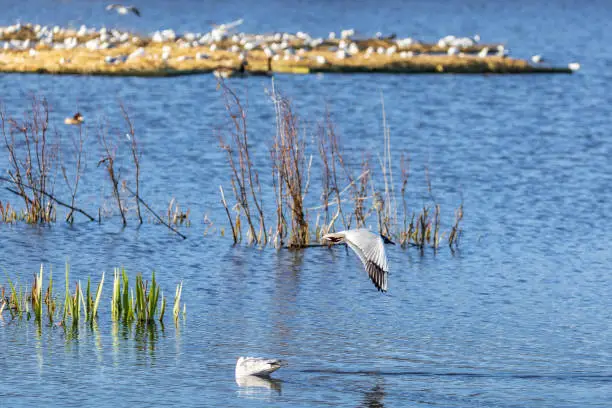 Black-headed gull flying over a lake