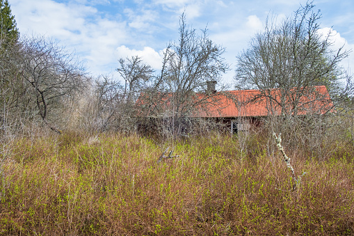 Overgrown garden in the spring by an old house