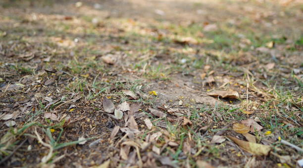 istock Unhealthy Lawn 1480263931