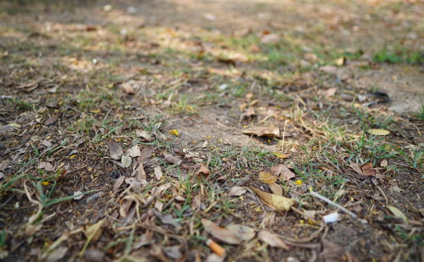 istock Unhealthy Lawn 1480263944
