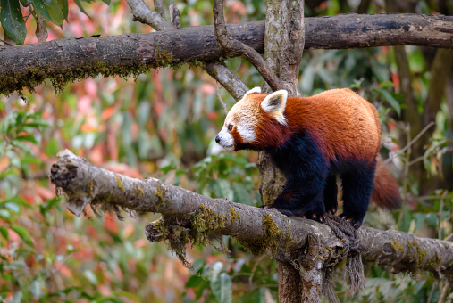 The Red Panda (Ailurus fulgens), also known as the Lesser Panda .