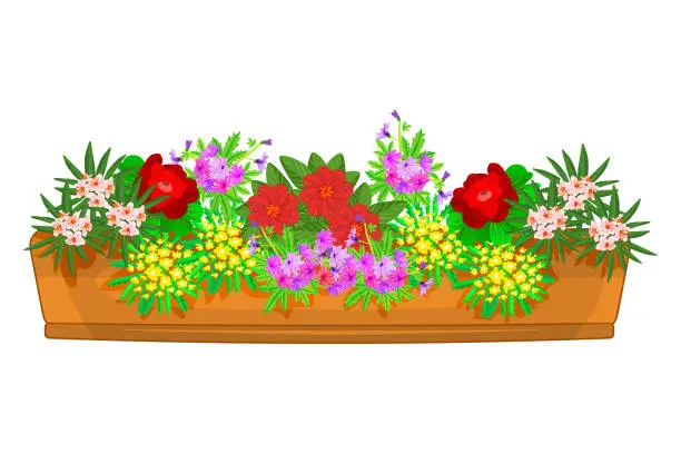 Vector illustration of Flowers in flowerpot isolated on white background. Large beautiful bush of different multicolor plants in elongated flower pot.
