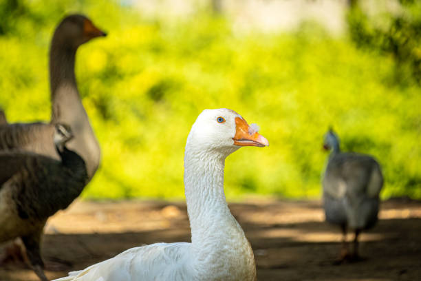 istock Three geese, two of which are looking at the camera. Green and brown background. 1480265913