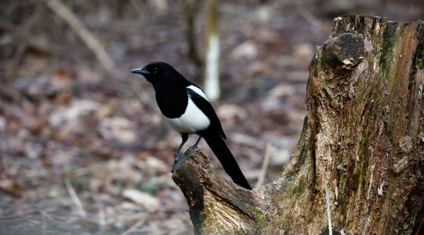 istock Magpie collecting food in the woods 1480266048