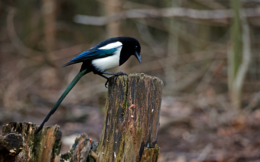 Magpie collecting food in the woods