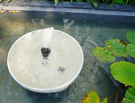 A small fountain in a concrete bowl in a tropical garden