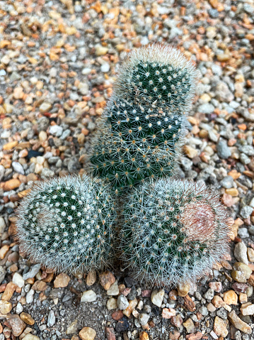 Stock photo showing close-up, elevated view of one of the 200 species of Mammillaria cacti found in the Cactaceae genus. This set of cactus stems has grown in a grouping that looks like male genitalia.