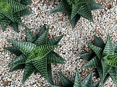 Close-up image of mother-in-laws tongue (Sansevieria) in gravel cactus garden bed, elevated view