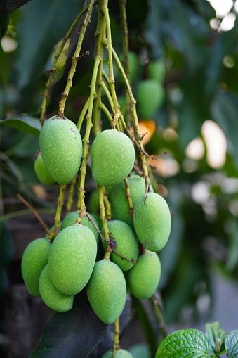 Close-up of mangoes on a mango tree